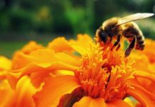 pyłek pszczeli jako superfood