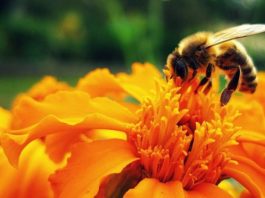 pyłek pszczeli jako superfood