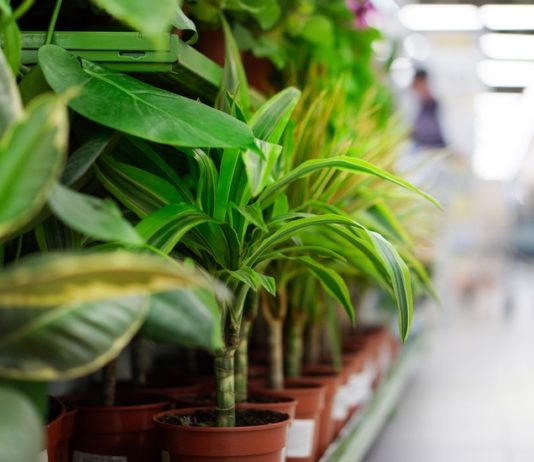 rośliny domowe poprawiają jakość powietrza