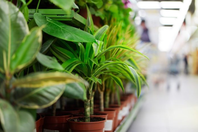 rośliny domowe poprawiają jakość powietrza