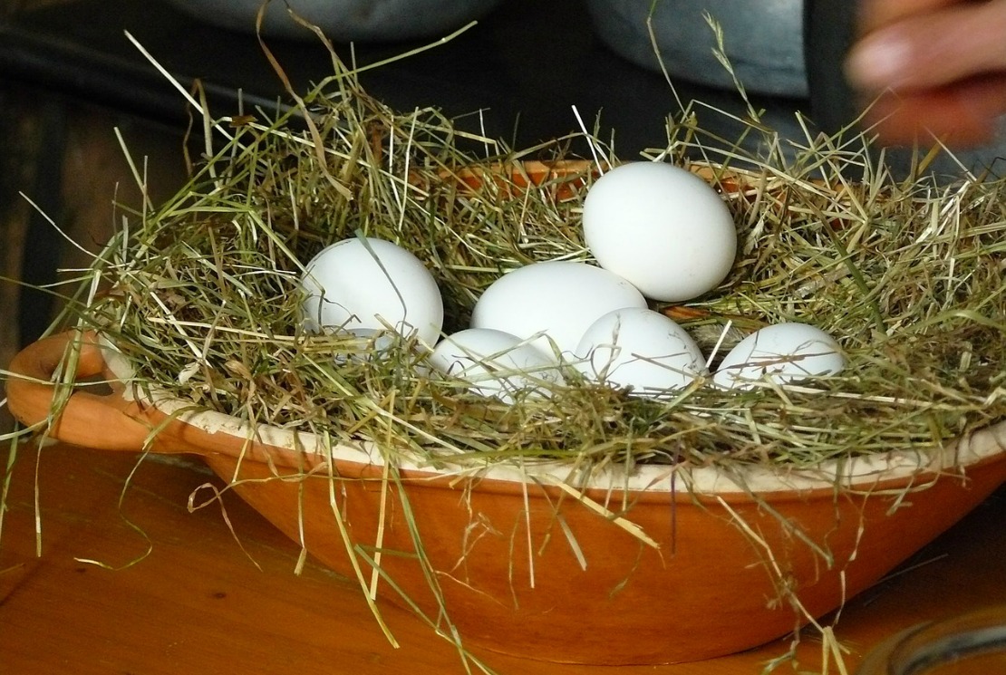 Codzienne hodowanie szczęśliwych, zdrowych kurczaków ze świeżymi jajami