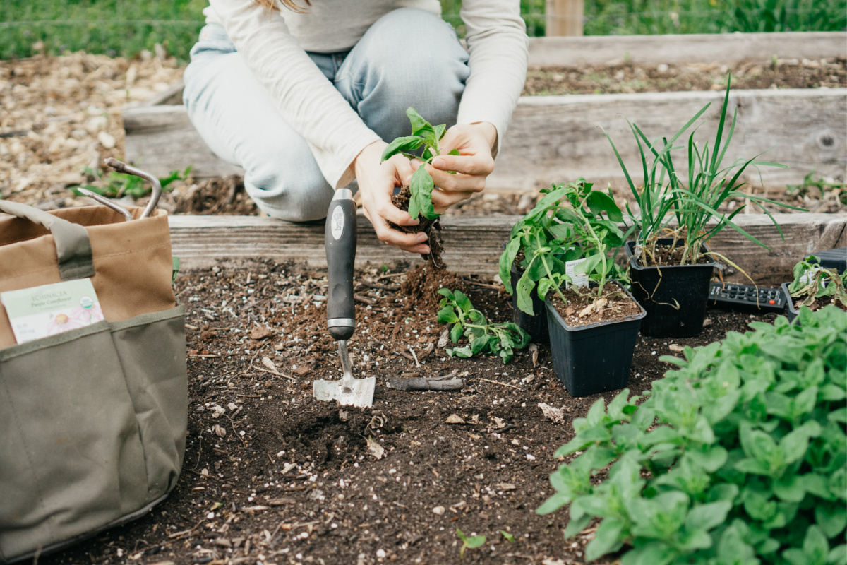 Jak i dlaczego założyć ogród ziołowy