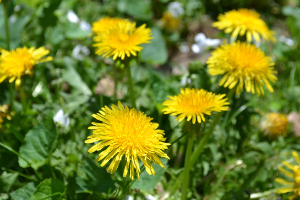 All About Dandelion (For Your Materia Medica)