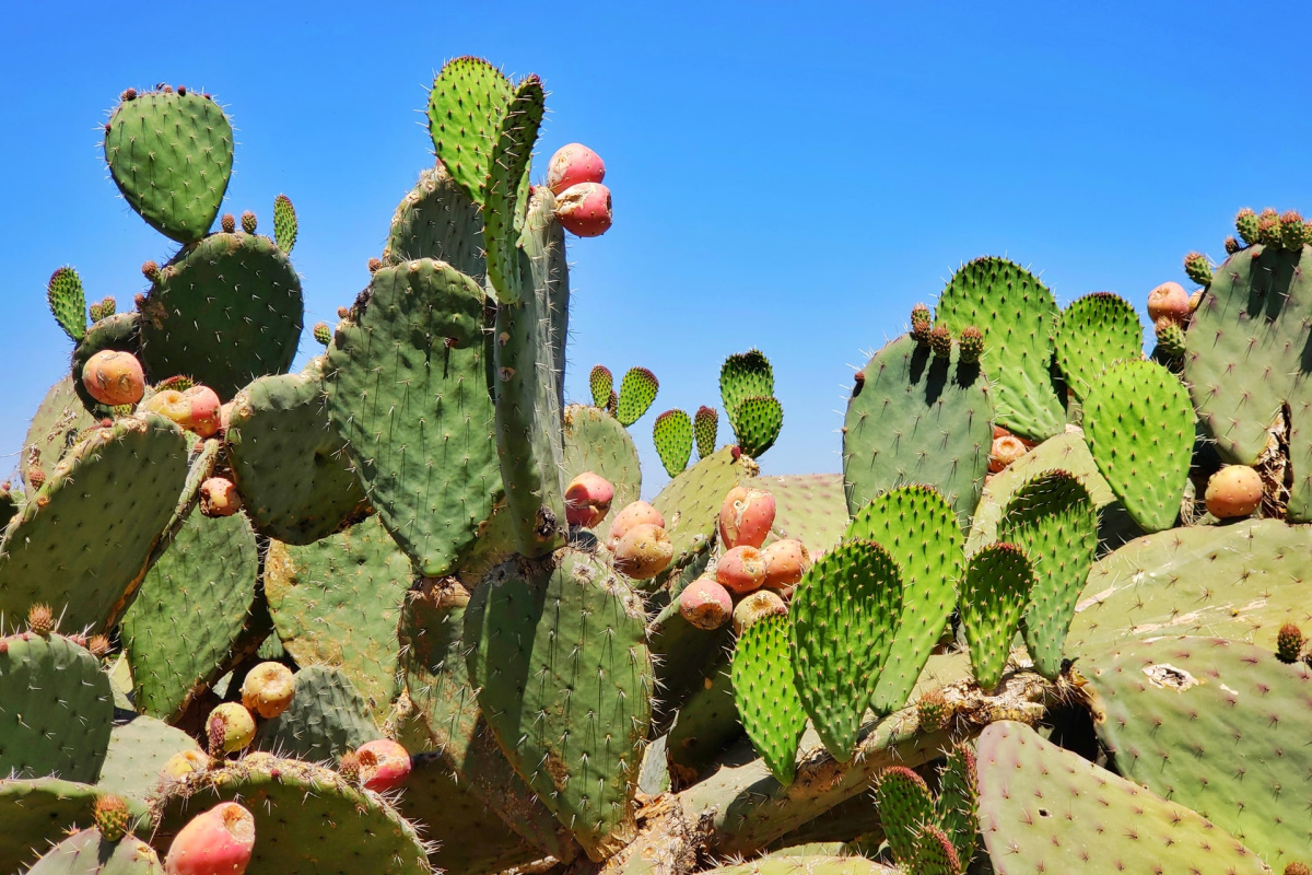 Jak zbierać i przygotowywać kaktusy opuncji