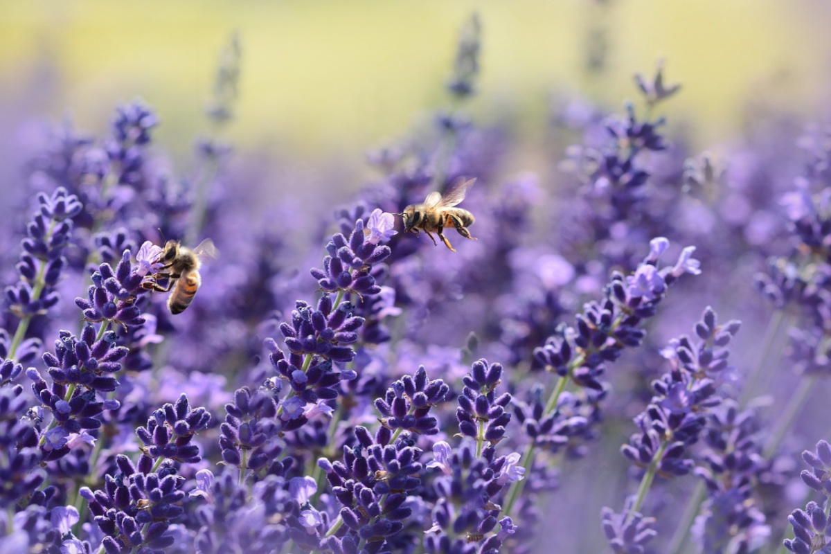 Propolis pszczeli: sekret zdrowia pszczół miodnych