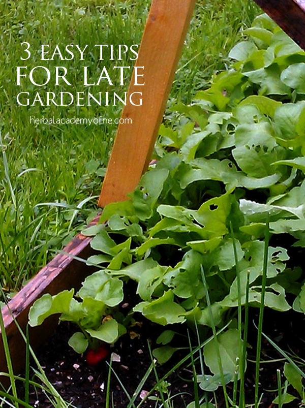 3 proste wskazówki dotyczące późnego ogrodnictwa