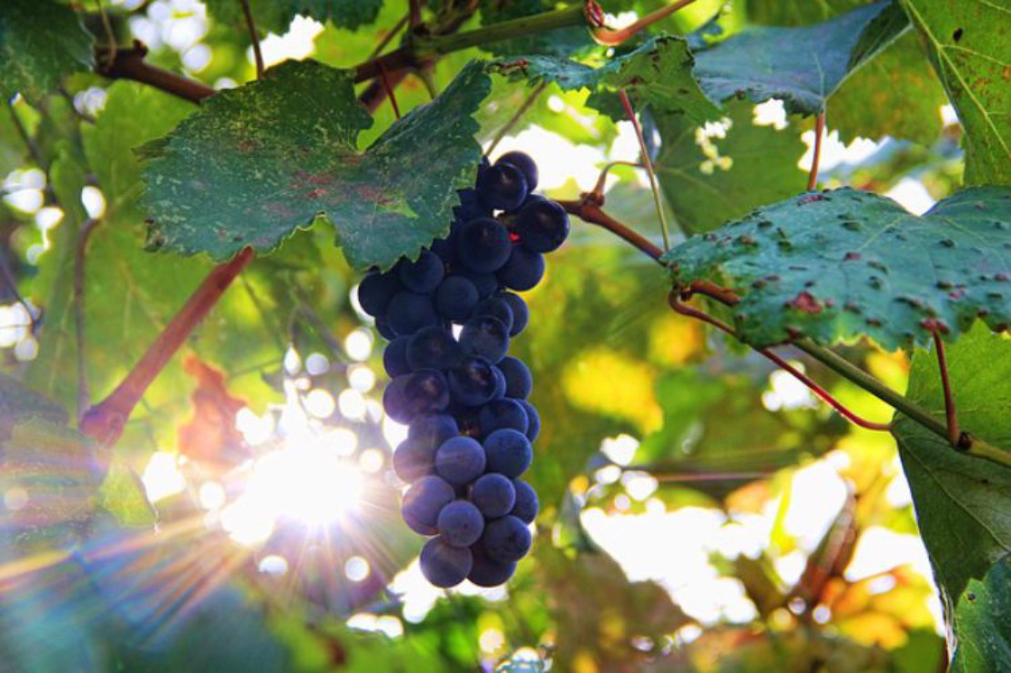 Korzyści z winogron w smacznym syropie ziołowym