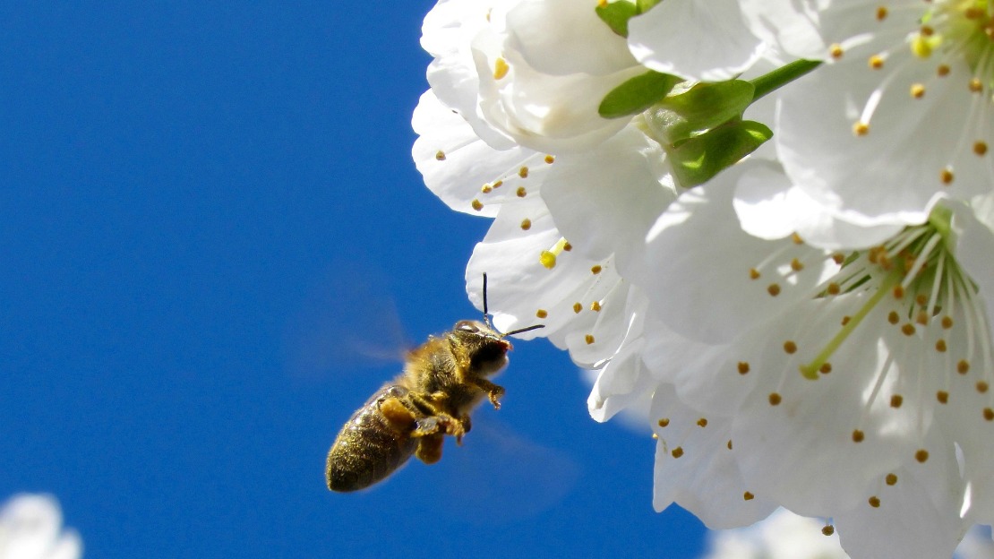 Trawa nie jest bardziej zielona: Zapraszanie pszczół do Twojego podwórka