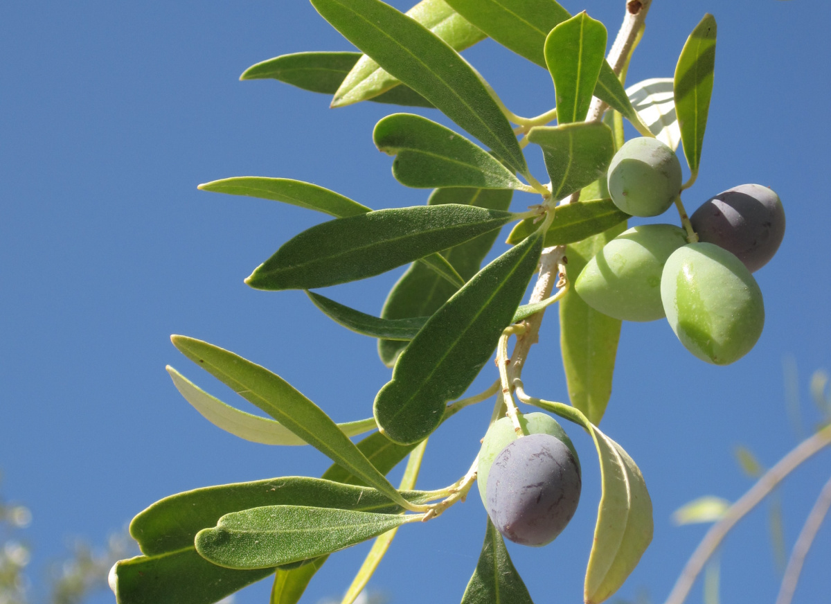 Greckie tradycje oliwy z oliwek + Jak przeprowadzić degustację oliwy z oliwek…